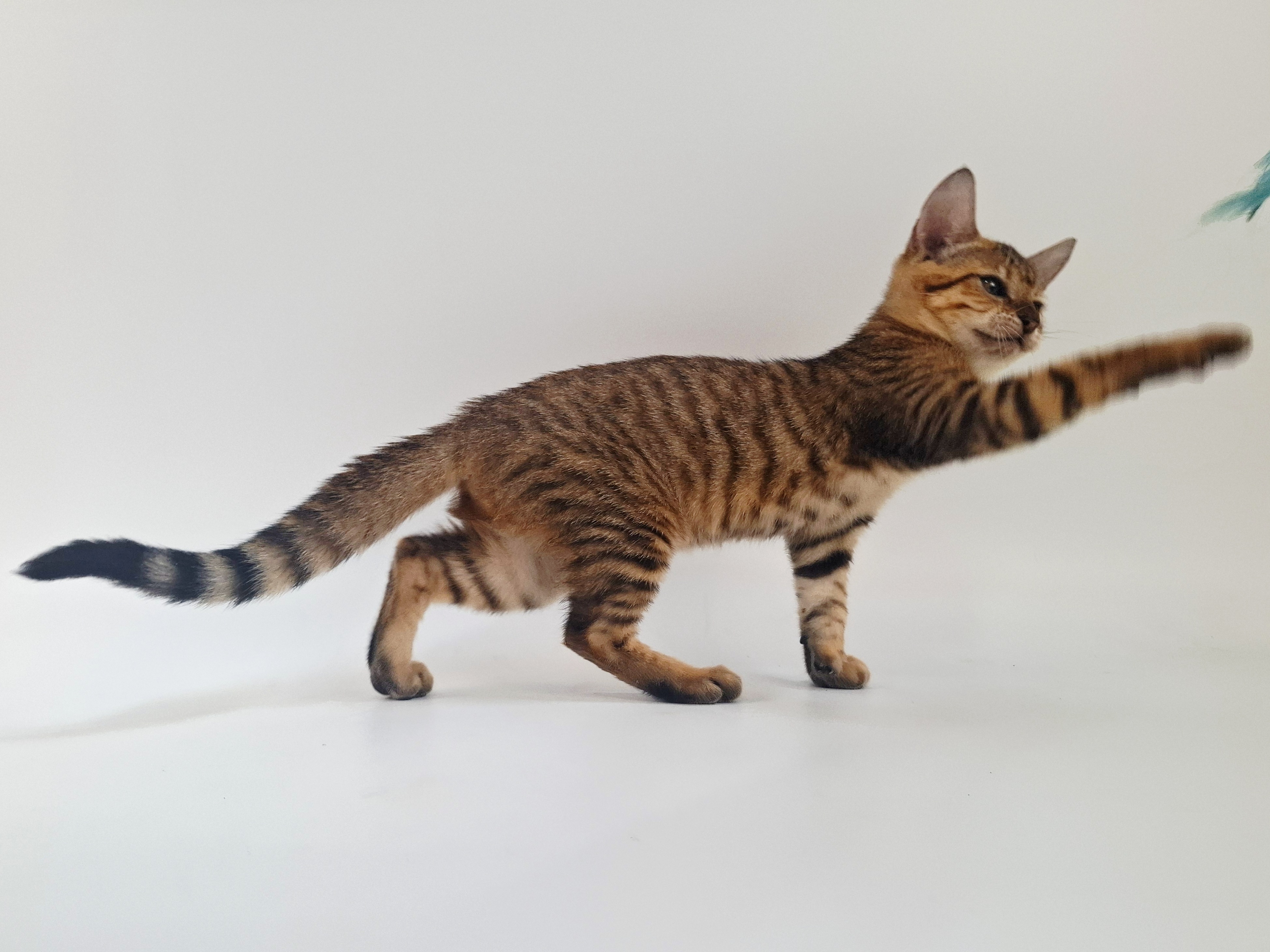 Kitten 5